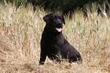 LABRADOR 957